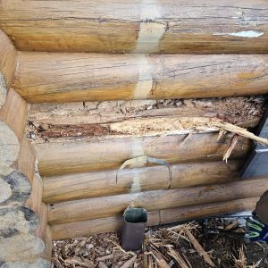 damaged log cabin by dry rot